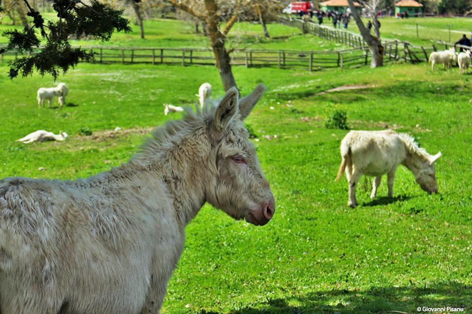 Serranello Azienda Agricola Daire Bono  Dış mekan fotoğraf