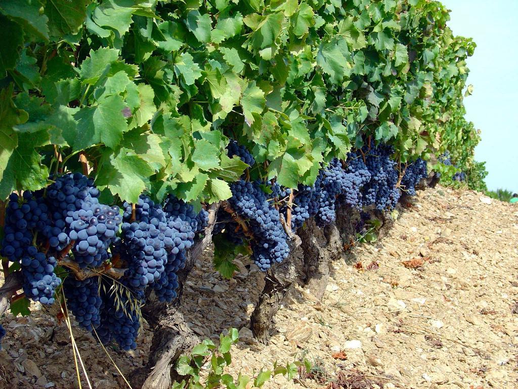 Serranello Azienda Agricola Daire Bono  Dış mekan fotoğraf